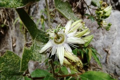 Passiflora porphyretica