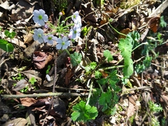 Androsace geraniifolia