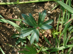 Delphinium cardinale