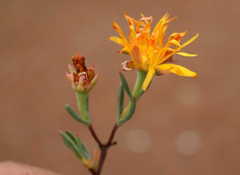 Lampranthus fergusoniae