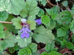 Ajuga lobata