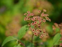Spiraea bella