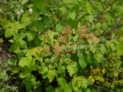 Spiraea bella