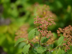 Spiraea bella