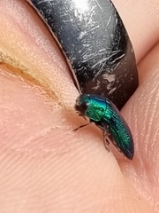 Acmaeodera viridaenea