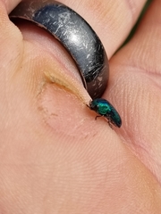 Acmaeodera viridaenea