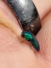 Acmaeodera viridaenea