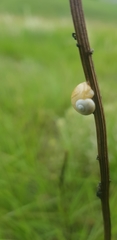 Microkerkus leucospira