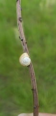 Microkerkus leucospira