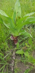 Hypoxis colchicifolia