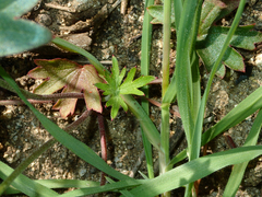Delphinium cardinale