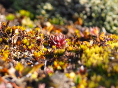 Salix herbacea