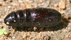 Chadisra bipars