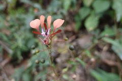 Lopezia hirsuta