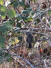 Zonotrichia atricapilla