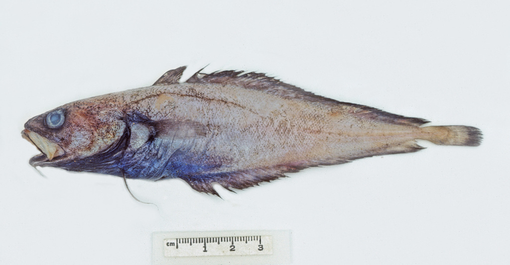 Scalyfin Cod