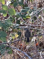 Zonotrichia atricapilla