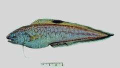 Neobythites nigriventris