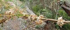 Cuscuta africana