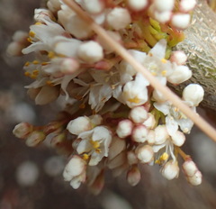 Cuscuta africana
