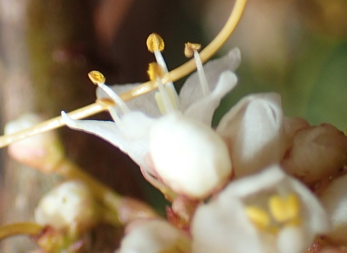 Image of Cuscuta africana by (c) Nicola van Berkel, some rights reserved (CC BY-SA)