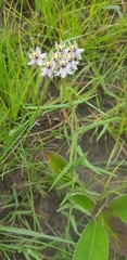 Asclepias flexuosa