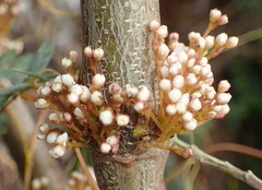 Cuscuta africana