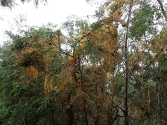 Cuscuta africana