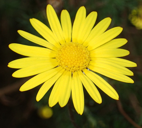 Image of Ursinia scariosa by (c) Nicola van Berkel, some rights reserved (CC BY-SA)