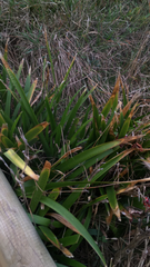 Iris foetidissima