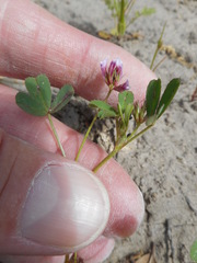 Trifolium ciliolatum