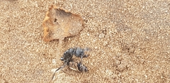 Paltothyreus tarsatus