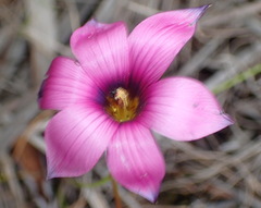 Romulea cruciata