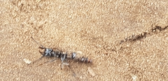 Paltothyreus tarsatus