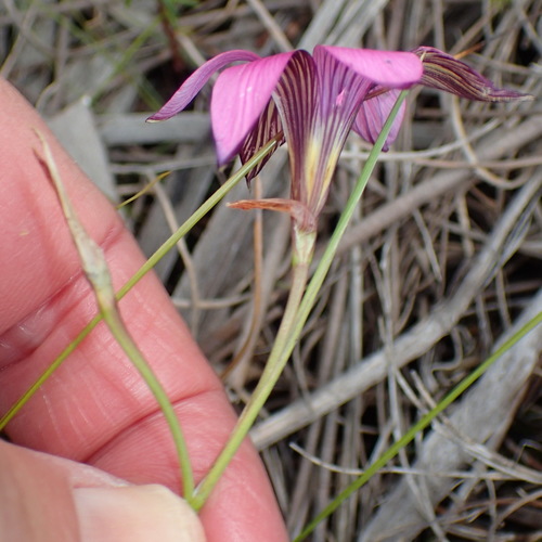 Image of Romulea cruciata by (c) Nicola van Berkel, some rights reserved (CC BY-SA)