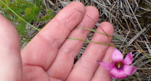 Image of Romulea cruciata by (c) Nicola van Berkel, some rights reserved (CC BY-SA)