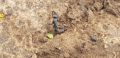Paltothyreus tarsatus