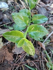 Mesembryanthemum cordifolium