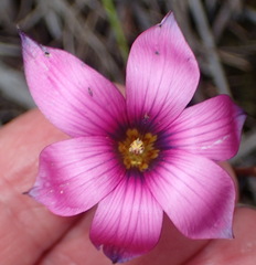 Romulea cruciata