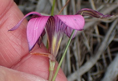 Romulea cruciata