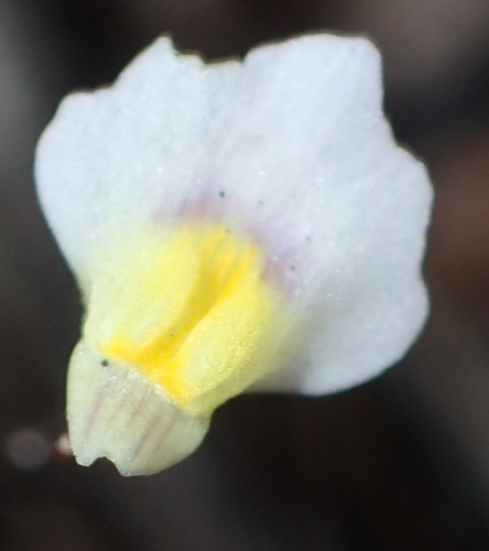 Utricularia bisquamata (Utricularia bisquamata)