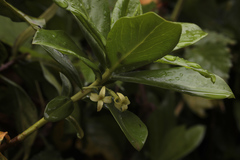 Daphne pontica