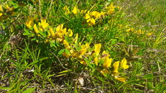 Chamaecytisus ruthenicus