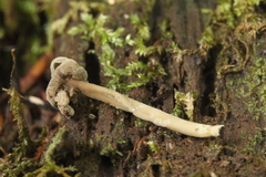 Helvella ephippium