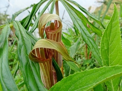 Arisaema erubescens