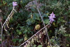 Desmodium aparines