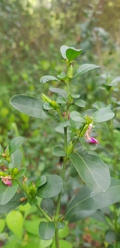 Image of Justicia capensis by (c) Suvarna Parbhoo Mohan, some rights reserved (CC BY-SA)