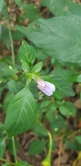 Justicia petiolaris