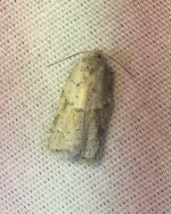 Acleris placidana