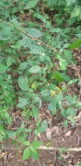 Justicia petiolaris